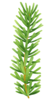 tall gren akvarell illustration png