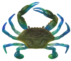 acquerello di granchio blu dipinto a mano png