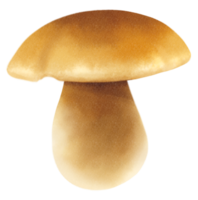 ilustração em aquarela de cogumelos boletus ou porcini png