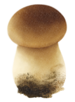 boletus of porcini paddestoel aquarel illustratie png