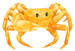 aquarelle de crabe jaune peinte à la main png