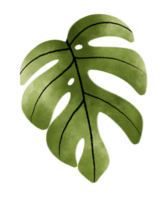 ilustración de hoja verde tropical en acuarela