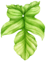 Philodendron Tropical Leaf  watercolor style for Decorative Element png