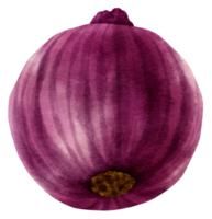 shallot vegetable watercolor illustration png