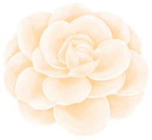 illustration aquarelle fleur blanche png