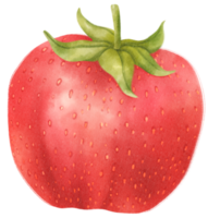 illustration aquarelle de fraise png