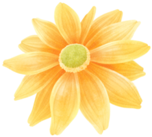 flor acuarela pintada a mano png