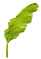 acuarela de hoja de plátano png