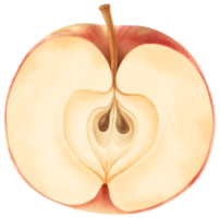 ilustración de acuarela de fruta de manzana