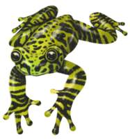 Watercolor hand painted Frog png