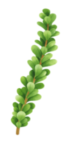 rama de árbol ilustraciones estilos de acuarela png