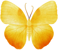 Yellow Butterfly watercolor style for Decorative Element png