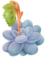 illustrazione dell'acquerello della pianta succulenta png