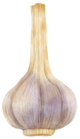 ilustración de acuarela vegetal de ajo png