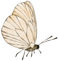 estilo de acuarela de mariposa en blanco y negro para elemento decorativo png