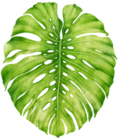 Tropical monstera Leaf  watercolor style for Decorative Element