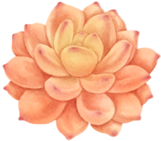 illustrazione dell'acquerello della pianta succulenta png