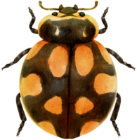 Ladybug watercolor painted png