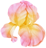 fiore rosa acquerello dipinto a mano png