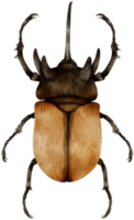 besouro bug pintado em aquarela png