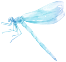 illustrazione dell'acquerello della libellula png