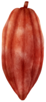 watercolor cacao fruit png