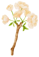 White Flower Watercolor hand-painted png