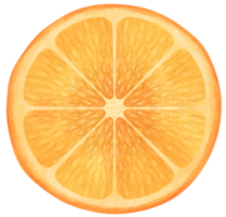 hälften av orange frukt akvarell illustration png