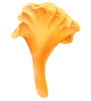 ilustração em aquarela de cogumelo chanterelles png