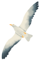aquarela de gaivota voando png