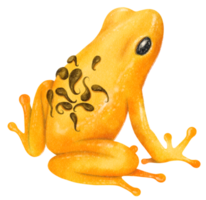 grenouille aquarelle peinte à la main png