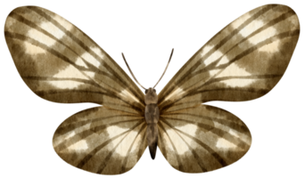 estilo de acuarela de mariposa en blanco y negro para elemento decorativo png