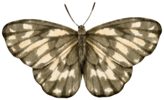 zwart-witte vlinder aquarelstijl voor decoratief element