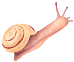 Snail watercolor illustration png