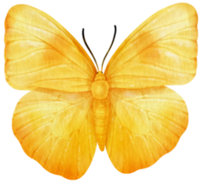 estilo aquarela de borboleta amarela para elemento decorativo png