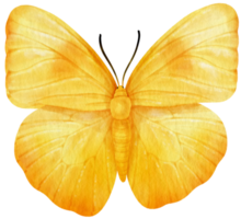 Yellow Butterfly watercolor style for Decorative Element png