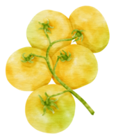 rama de tomates amarillos estilo acuarela para elemento decorativo de acción de gracias png