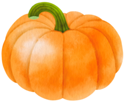 pumpkins vegetable watercolor illustration png