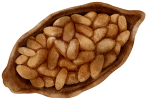watercolor cacao bean in pod png
