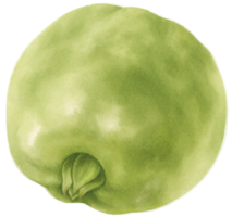 guava frukt akvarell illustration png