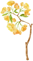 gul blomma akvarell handmålad png
