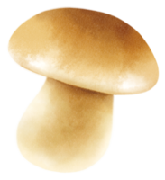 illustrazione dell'acquerello di funghi porcini o porcini png