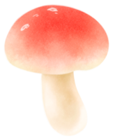 illustrazione dell'acquerello del fungo emetico della russula png