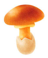 Caesar's mushroom watercolor illustration png