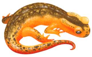 ilustração em aquarela de salamandra png