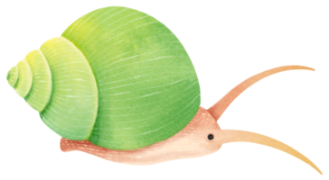 illustration aquarelle d'escargot png