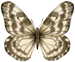 estilo aquarela de borboleta preto e branco para elemento decorativo png