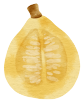 squash pompoen aquarel stijl voor Thanksgiving decoratief png