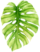 Tropical monstera Leaf  watercolor style for Decorative Element png