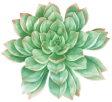 Green Succulent plant Watercolor Illustration